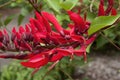 Close-up of red flowers on stem of a Erythrina x bidwillii tree Royalty Free Stock Photo